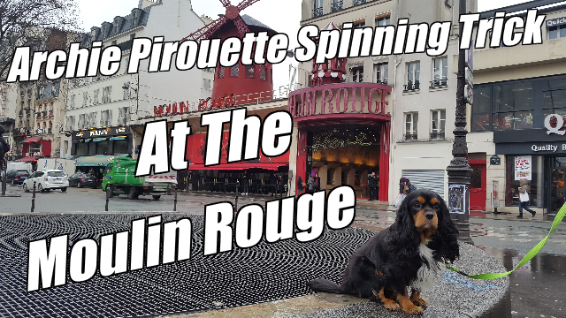 Archie The Dog Moulin Rouge Pirouette Trick